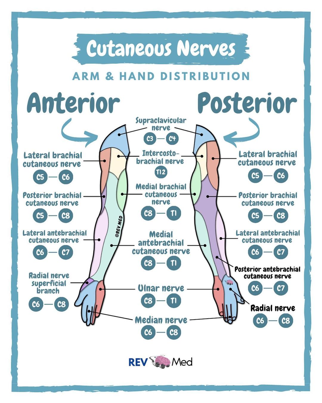 Dermatomes Hand Dermatomes Anatomical Chart Whiteley Medical Dermatomes Hand Dermatomes Anatomical Chart Whiteley Medical