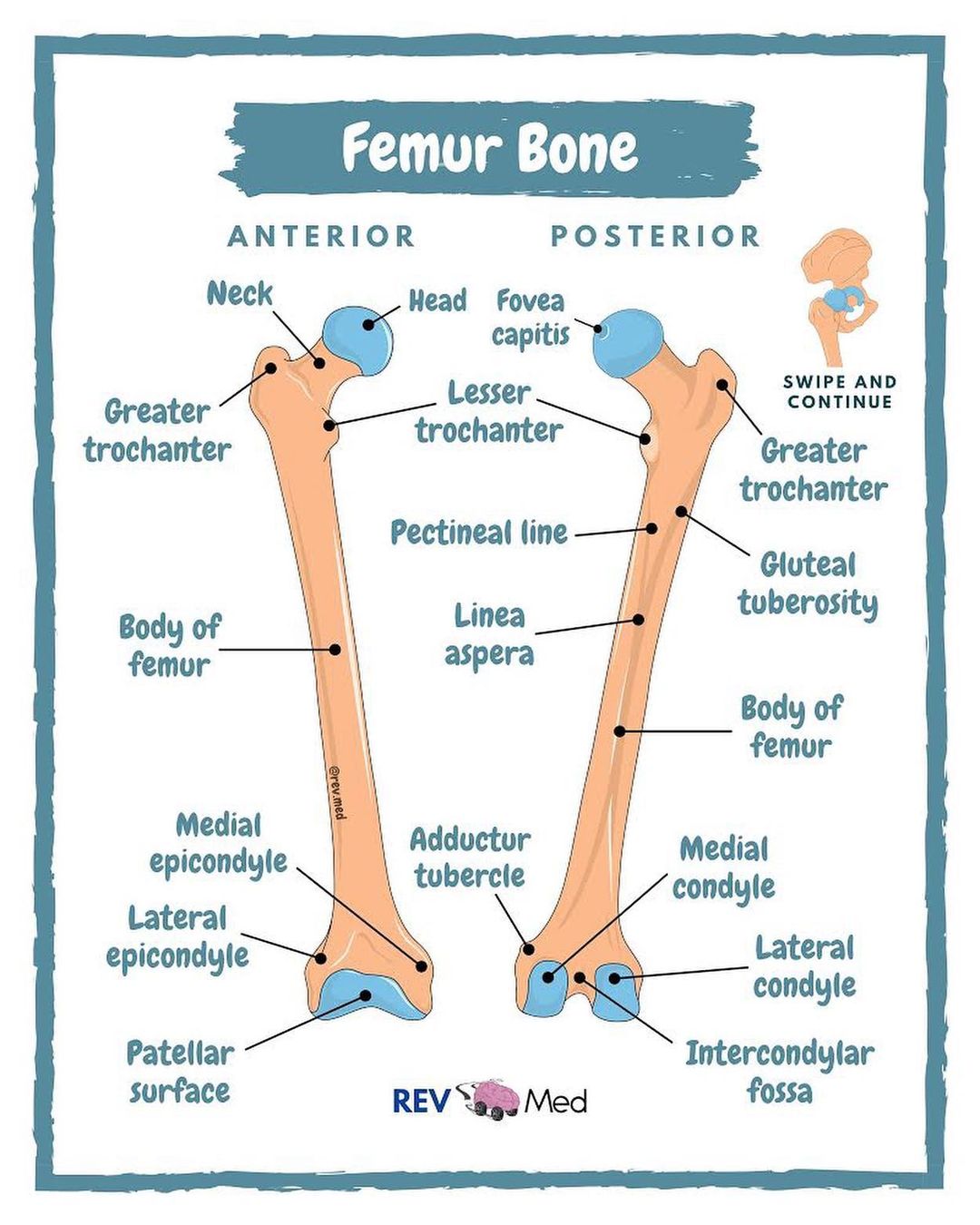 Femur Bone Anatomy Thigh Bone Femur Vet Anatomy IMAIOS Femur Bone Anatomy Thigh Bone Femur Vet Anatomy IMAIOS