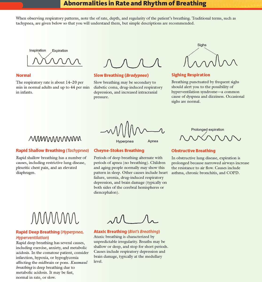 Abnormalities in Rate and Rhythm of Breathing Normal